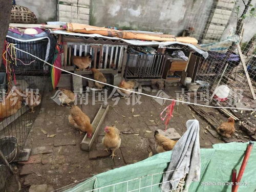 小區藏匿300多只雞？！城管街道聯合出擊還居民寧靜生活